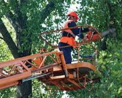 Спил и обрезка деревьев в Алматы, фотография 3