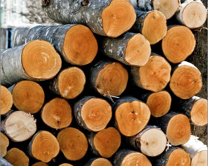 Спил и обрезка деревьев в Алматы, фотография 4