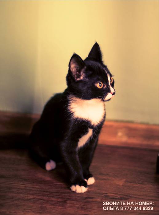 Срочно!! Отдам Милого Черного Котенка в добрые руки!!, фотография 3