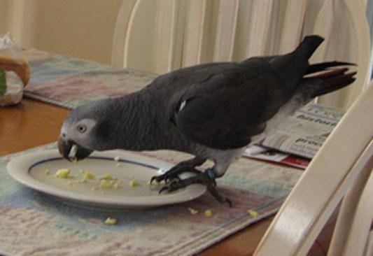 попугая жако, фотография 2