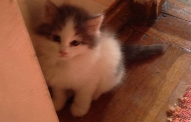 Котята ждут доброго и заботливого хозяина, фотография 1