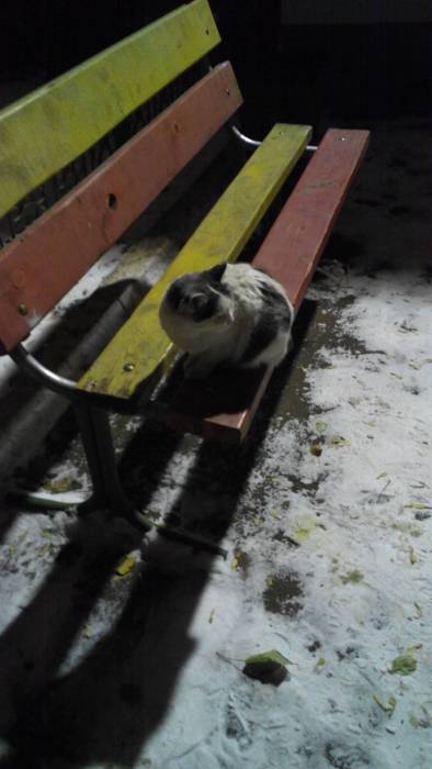 Кошка-хозяйка, фотография 1