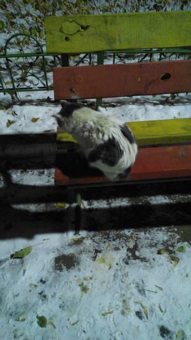 Кошка-хозяйка, фотография 3