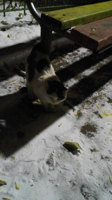 Кошка-хозяйка, фотография 4