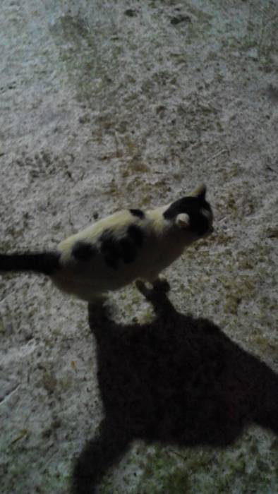 Кот-далматинец, фотография 1