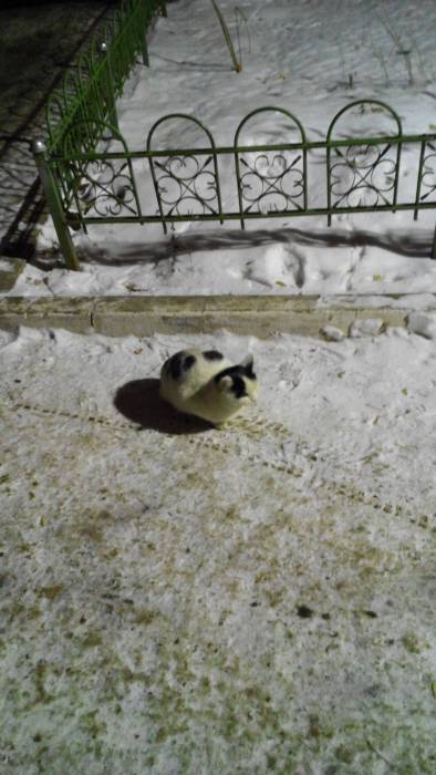 Кот-далматинец, фотография 2