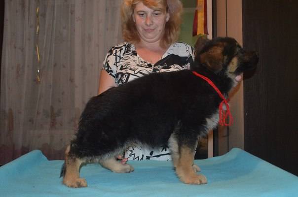 В Частном питомнике немецкой овчарки родились щенки., фотография 11