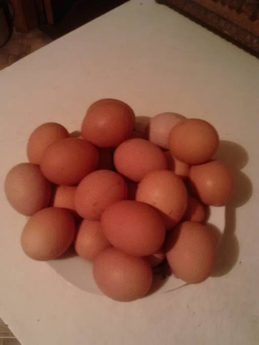 яйцо домашнее, фотография 1