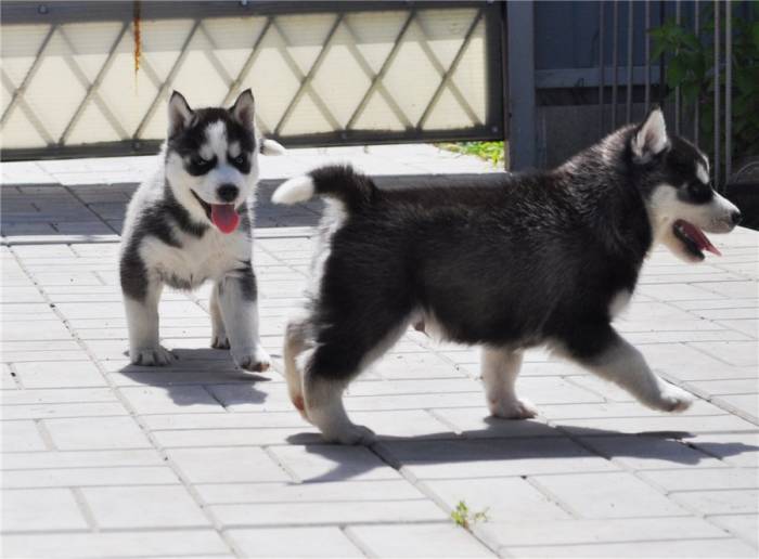 сибирский хаски  щенки, фотография 2