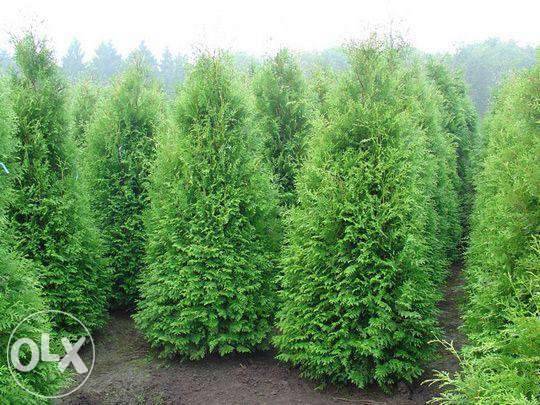 Озеленение, Благоустройства, Садоводства , фотография 9