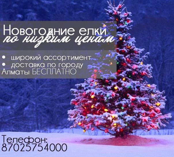 Новогодние Елки, фотография 1