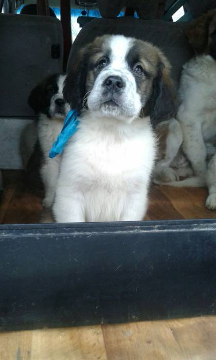 Щенки Московской сторожевой, фотография 2