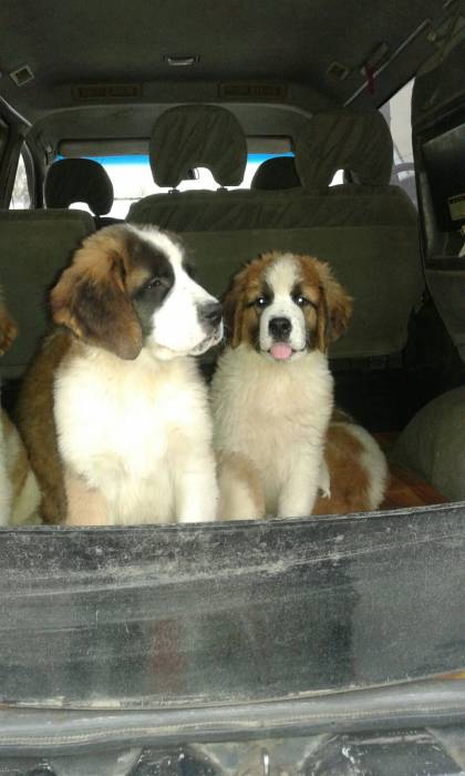 Щенки Московской сторожевой, фотография 3