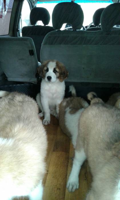 Щенки Московской сторожевой, фотография 4