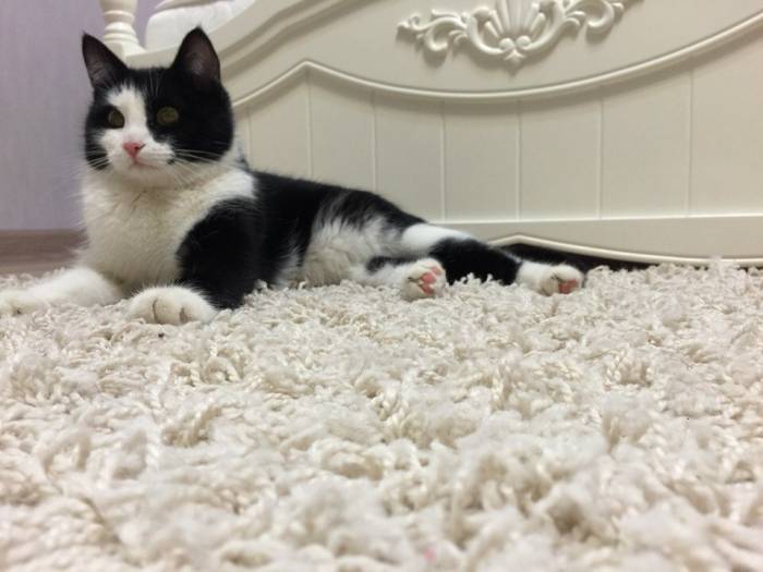 Отдается котенок-мальчик в добрые руки, фотография 3