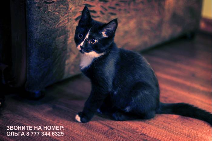 Срочно!! Отдам Черно-белого Котенка в добрые руки!!, фотография 2