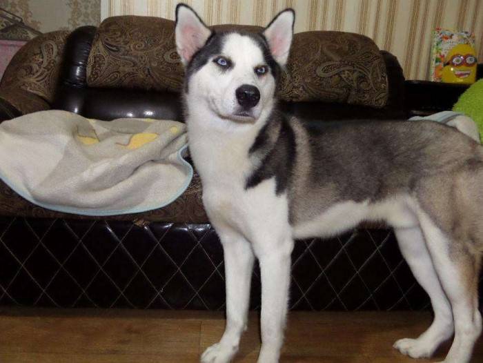 Продам хаски, фотография 1