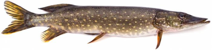 Рыба оптом, фотография 6