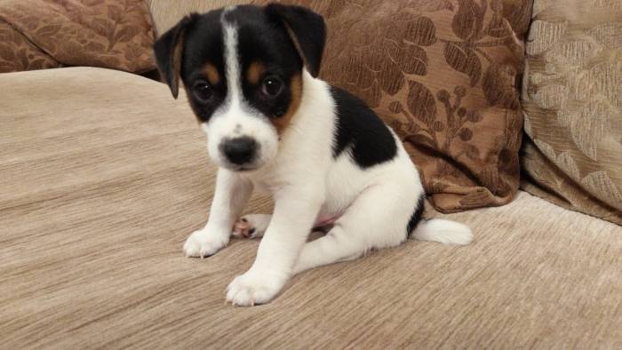 Продам щенка Джек Рассела. , фотография 2