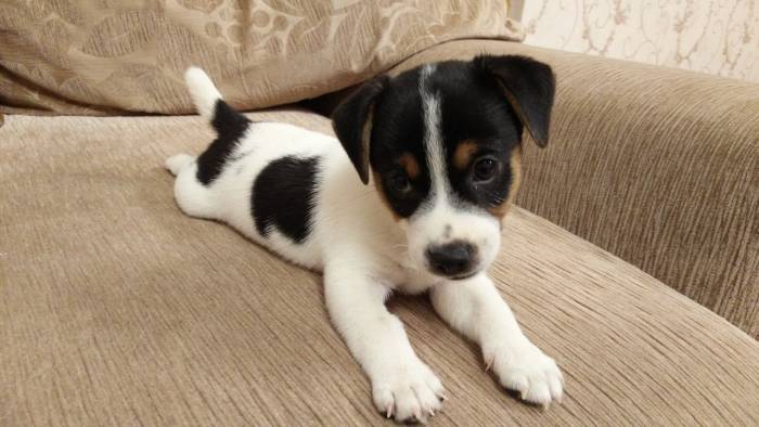 Продам щенка Джек Рассела. , фотография 3