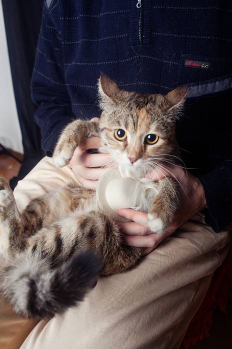 Кошечка-акробат ищет свой дом, фотография 2