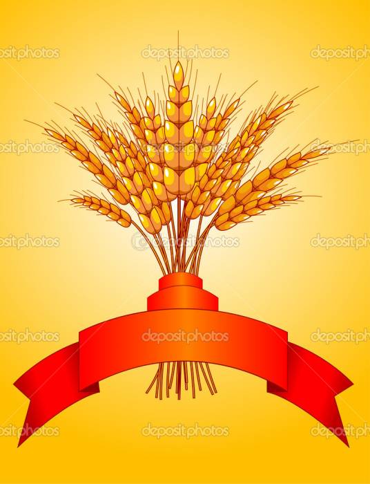 Пшеница, фотография 1