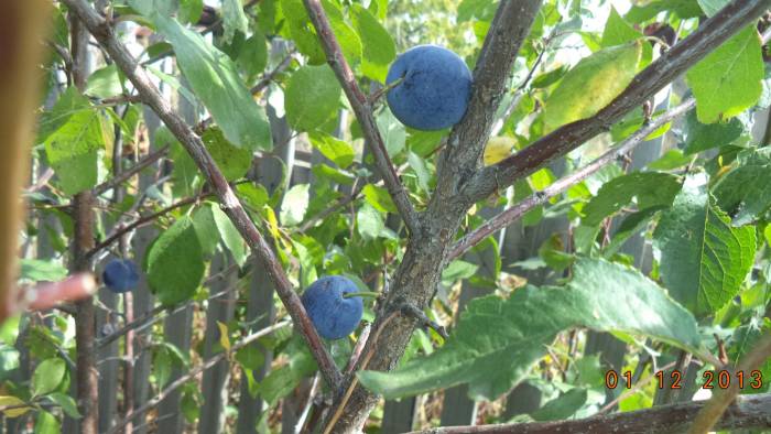 Продам дом, фотография 7