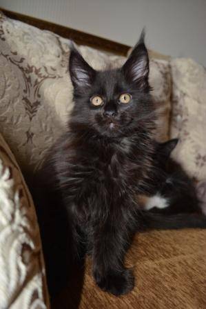 Котята Мейн Кун, очень крупные, питомник 