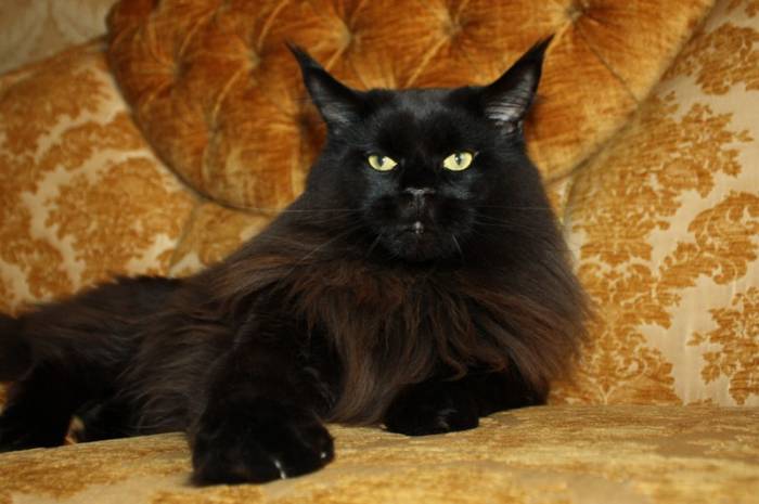 Котята Мейн Кун, очень крупные, питомник 