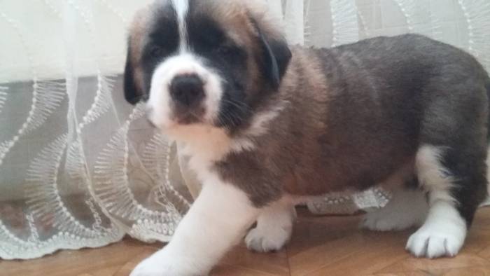 щенки сенбернара , фотография 3