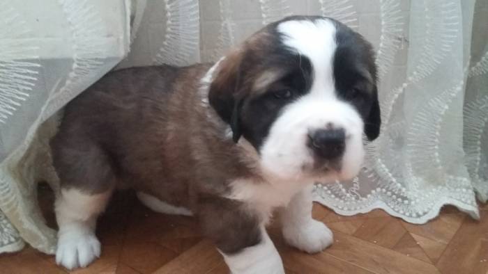 щенки сенбернара , фотография 4