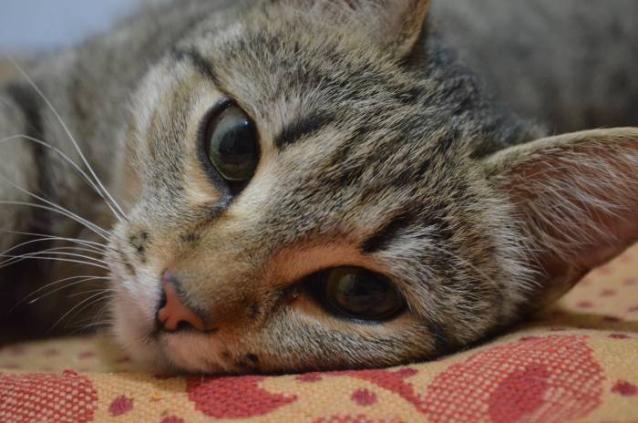 ремонт квартир  офисов помещений , фотография 1