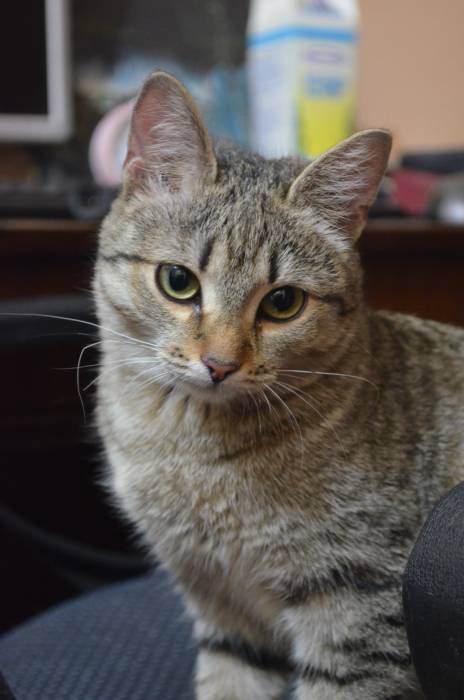 ремонт квартир офисов помещений , фотография 1