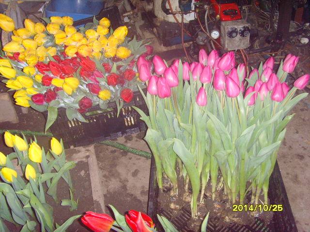 продажа  голандских  местных тюльпанов на 14февраля 8 марта от250тг опт , фотография 4