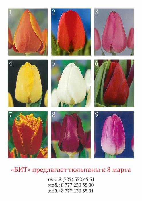Тюльпаны на 8-е марта, фотография 1