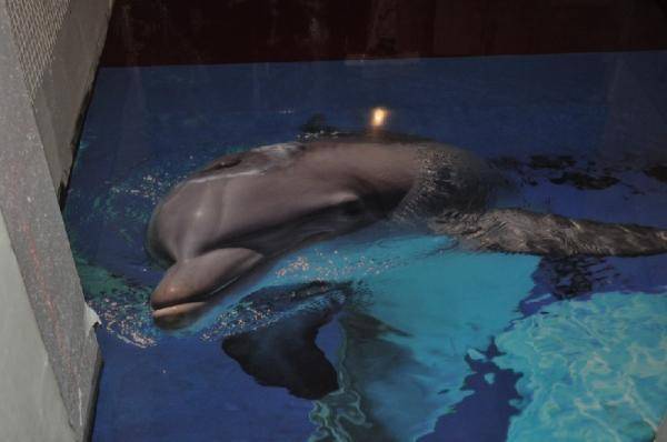 3D Полы  Декоративные наливные полы, фотография 7