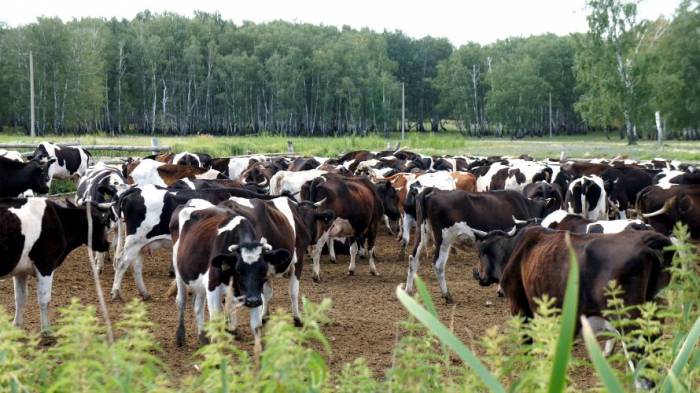 продам телок дойных пород, фотография 1