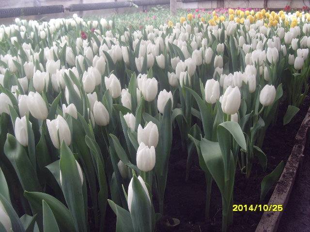 продажа  голандских  местных тюльпанов на  8 марта от250тг опт , фотография 1