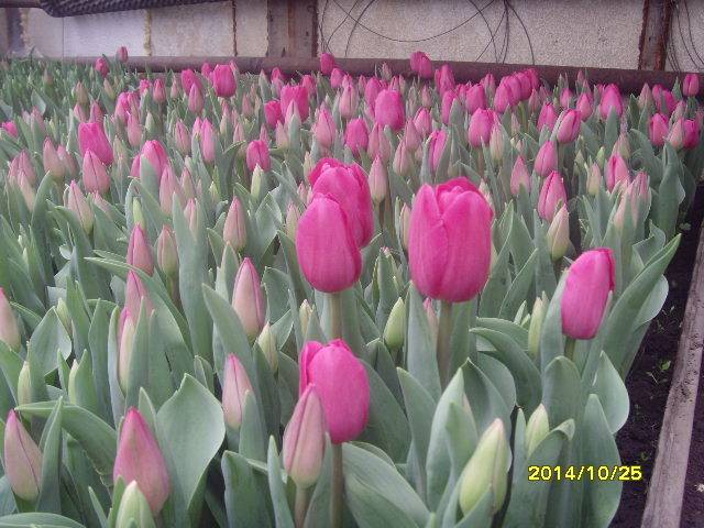 продажа  голандских  местных тюльпанов на  8 марта от250тг опт , фотография 2