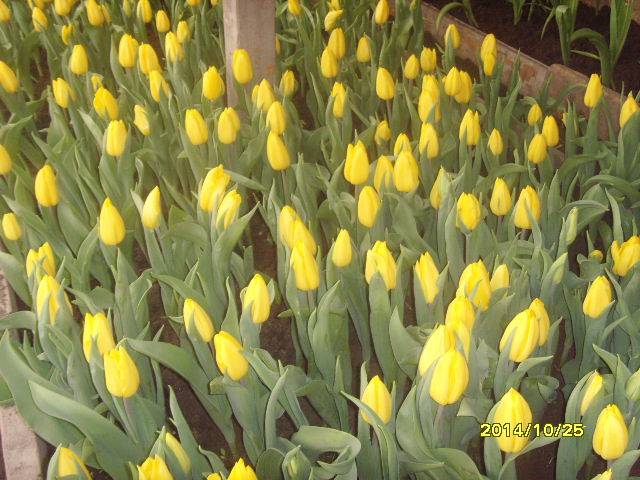 продажа  голандских  местных тюльпанов на  8 марта от250тг опт , фотография 3