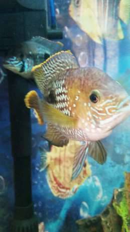 Бирюзовые акарики, фотография 1