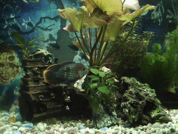 Бирюзовые акарики, фотография 2