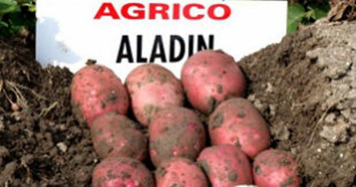 картофель оптом от 20тонн, фотография 4