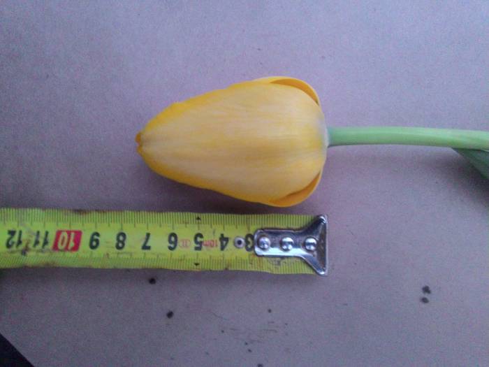 Тюльпаны оптом и в розницу Алматы, фотография 1