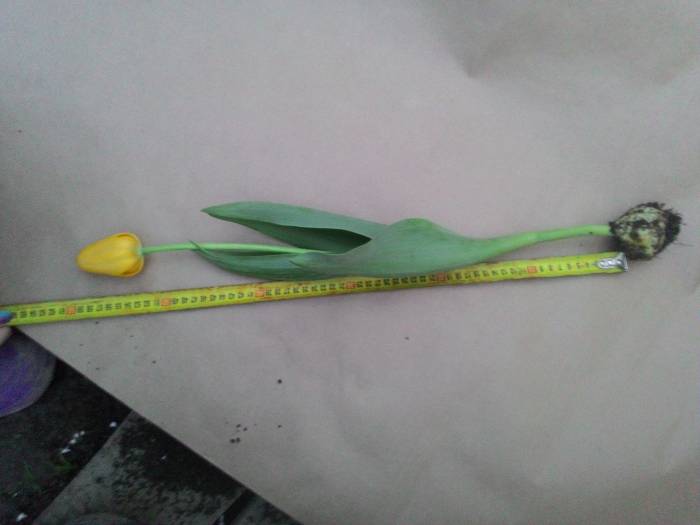 Тюльпаны оптом и в розницу Алматы, фотография 2