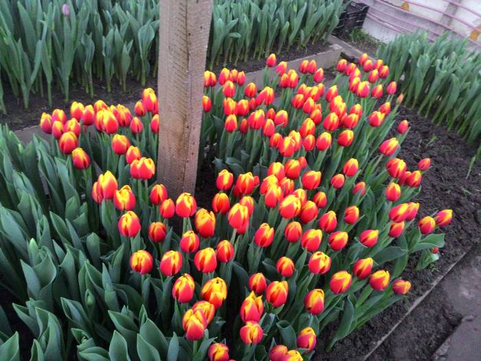 Тюльпаны оптом и в розницу Алматы, фотография 3