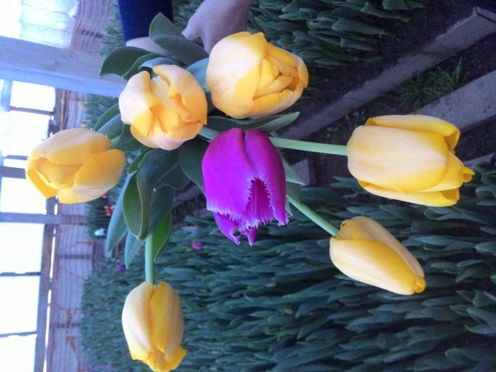 Тюльпаны оптом и в розницу Алматы, фотография 6