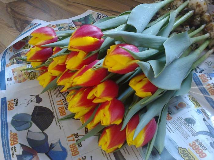 Тюльпаны оптом и в розницу Алматы, фотография 7