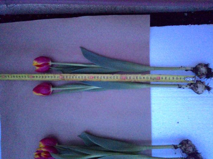 Тюльпаны оптом и в розницу Алматы, фотография 12