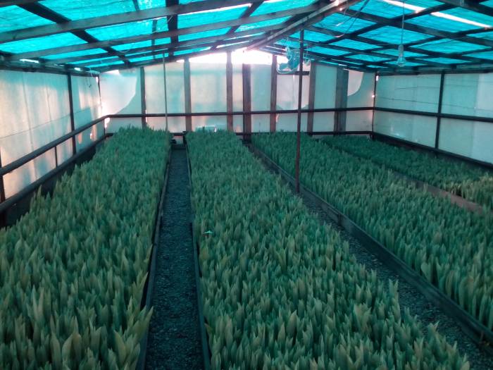   шекарные тюльпаны к 8 марта, фотография 1